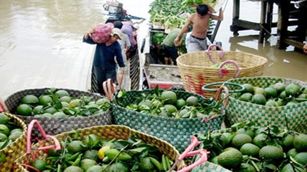  Giá cam sành giảm mạnh, nông dân ĐBSCL thất thu lớn